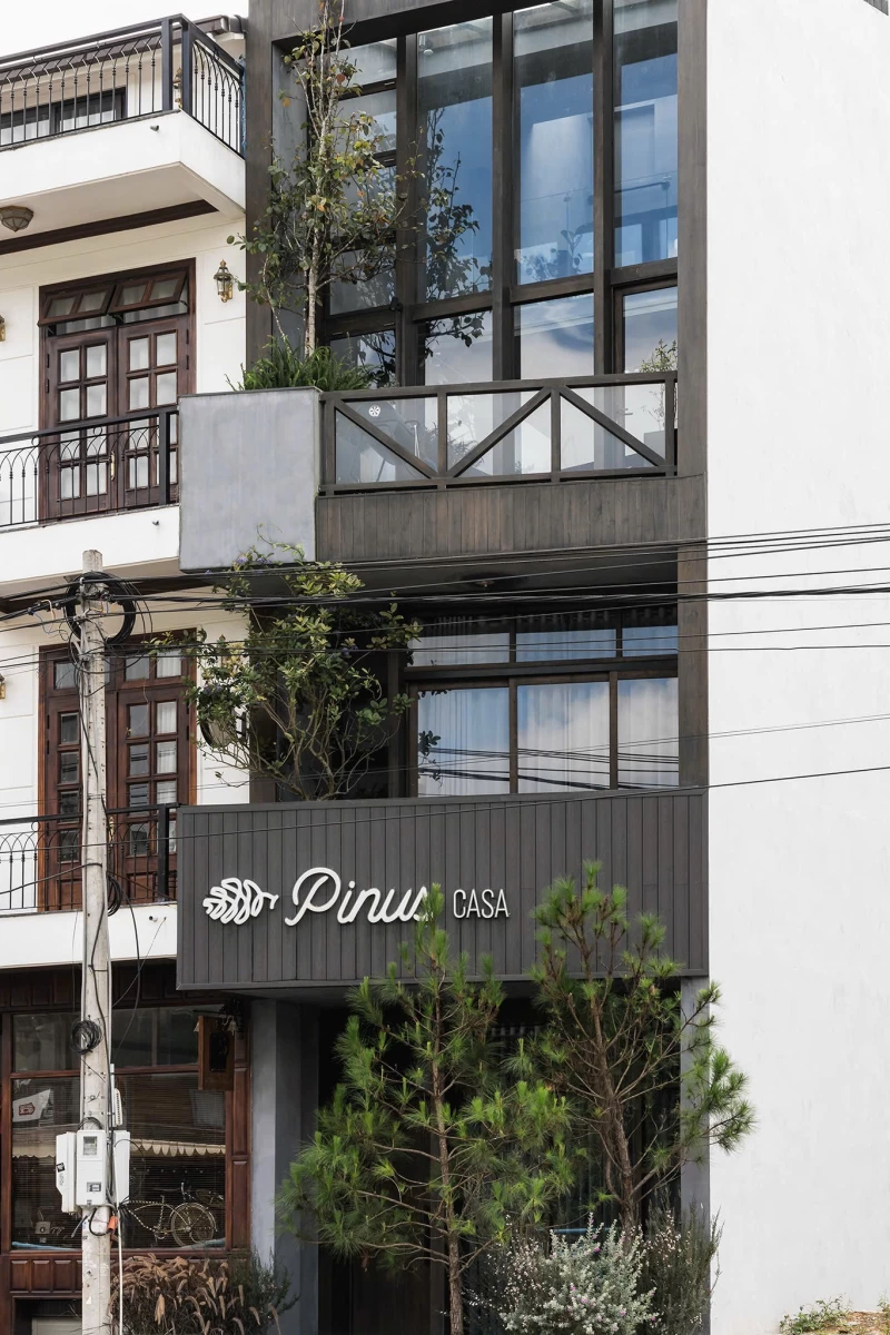Nguyên căn Pinus - BTDL33 - Hình ảnh chi tiết